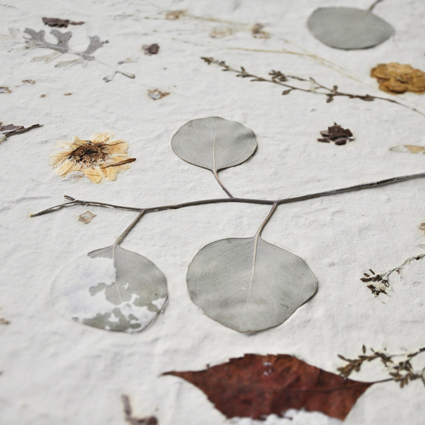 Detail of botanical composition surface showing eucalyptus, autumn leaves and fine pressed stems on white textured ground, Nudiflorum R55/03