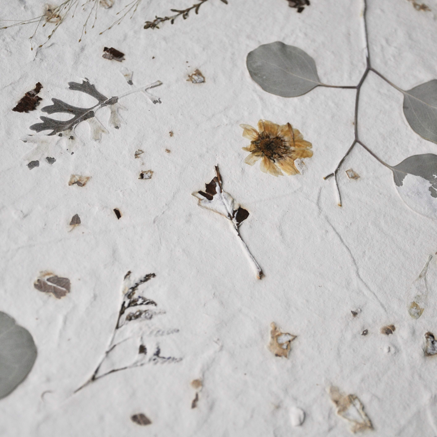 Close-up detail of pressed fern fronds, dried flowers and meadow stems on white textured paper ground, Nudiflorum R55/03