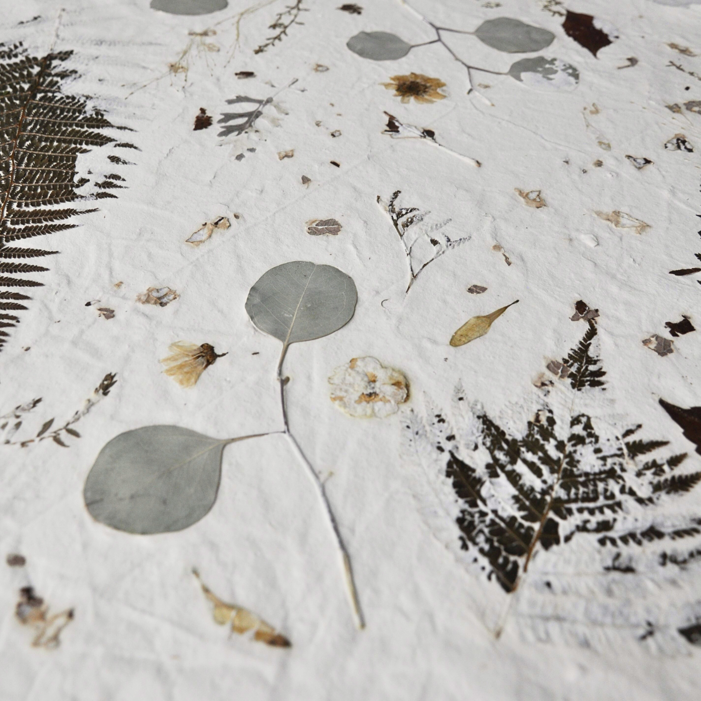 Close-up detail of pressed fern fronds, dried flowers and meadow stems on white textured paper ground, Nudiflorum R55/03