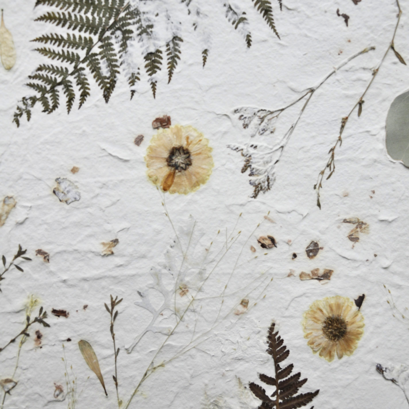 A close-up of pressed fern leaves and dried chrysanthemum petals against a textured white background, Nudiflorum R55/04