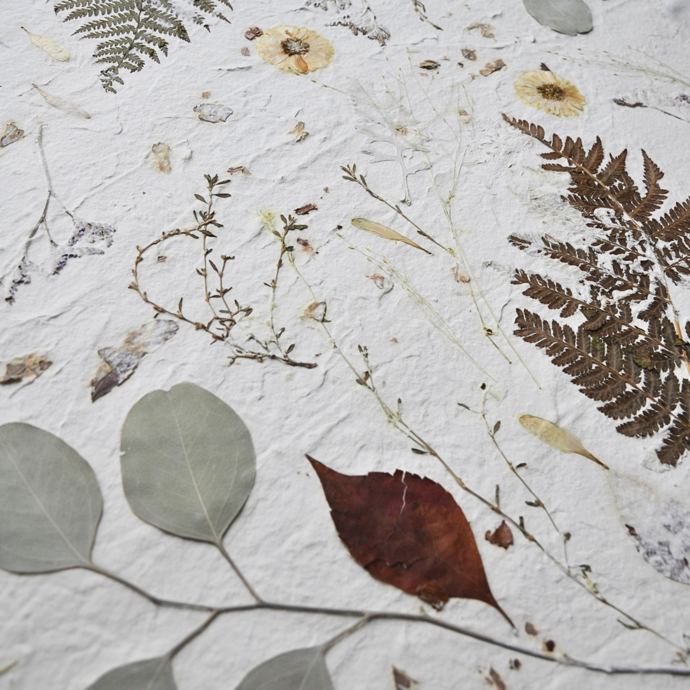 Detail of botanical composition showing eucalyptus leaves, autumn leaves, ferns and fine pressed meadow stems, Nudiflorum R55/04