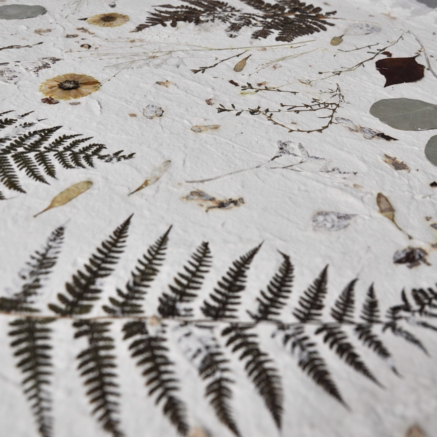 Close-up detail of pressed fern fronds, chrysantemum and dried botanical elements on white textured paper ground, Nudiflorum R55/04