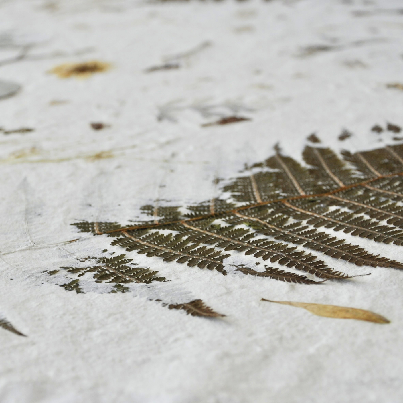 Close-up of pressed fern frond embedded in white textured paper ground, fine pinnae detail, from Nudiflorum R55/01 botanical wall art