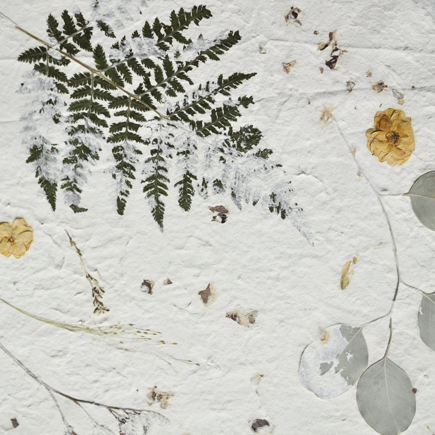 Detail of botanical composition surface showing pressed ferns, eucalyptus and roses on white textured ground, Nudiflorum R55/05
