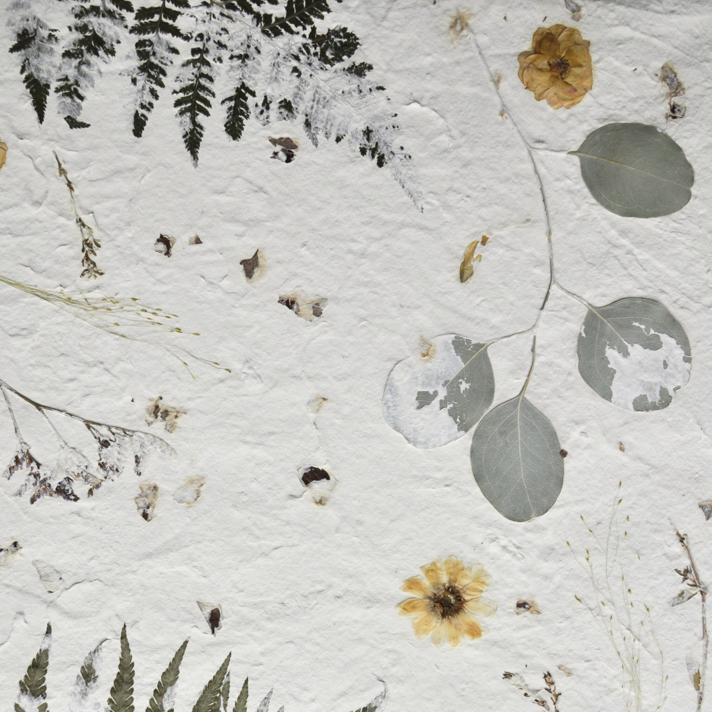 Detail of botanical composition surface showing pressed ferns, eucalyptus and roses on white textured ground, Nudiflorum R55/05
