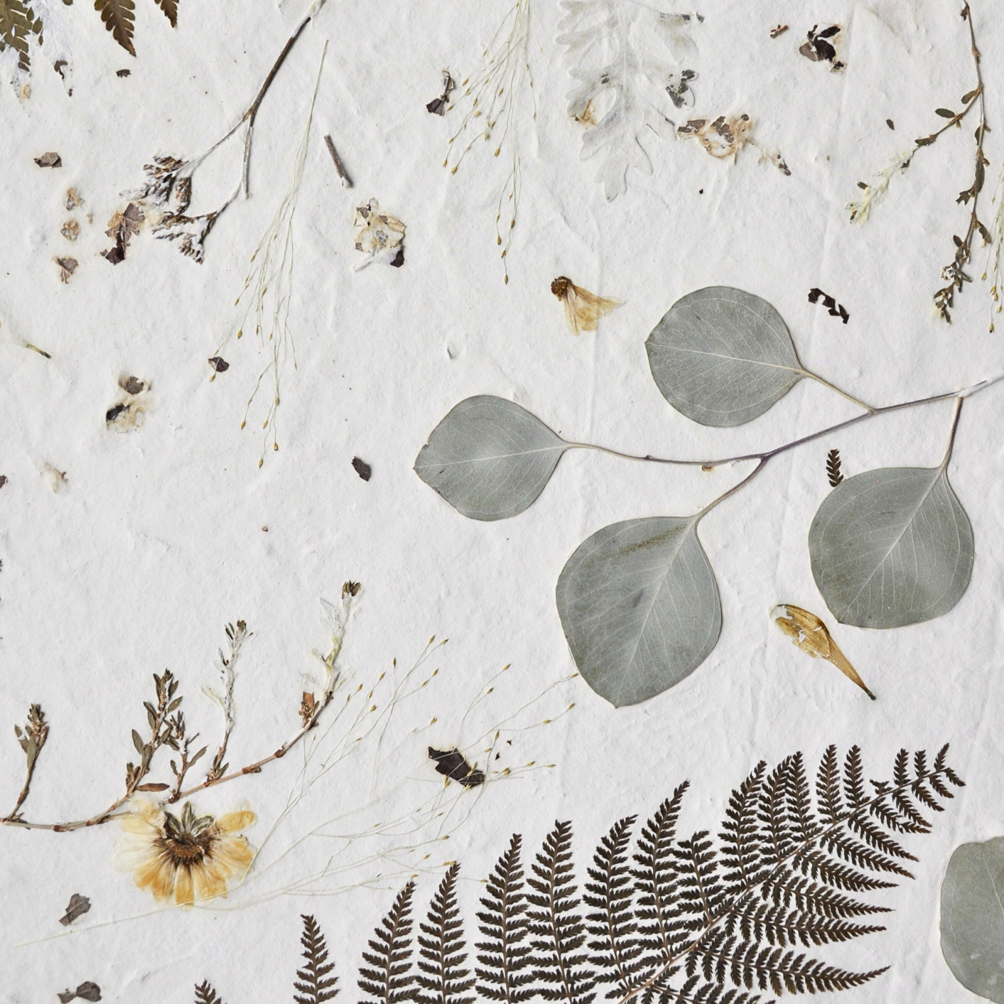 Close-up of sage green eucalyptus leaves and fine dried grasses pressed into white textured paper, detail from Nudiflorum R55/06