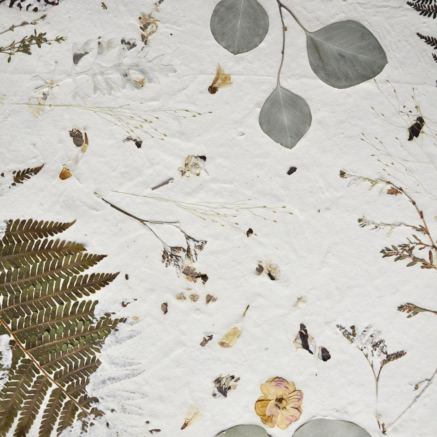 Detail of botanical composition showing eucalyptus, little rose and fine pressed stems on white textured ground, Nudiflorum R55/06