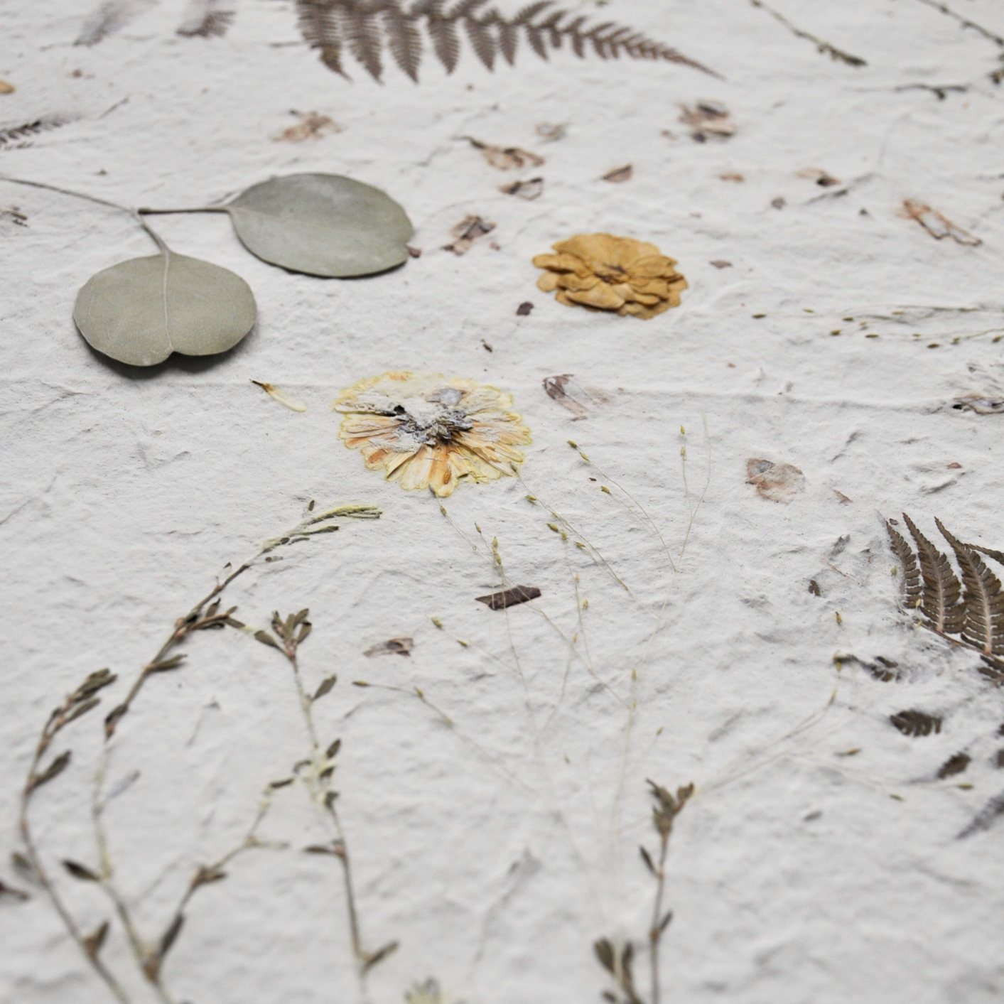 Close-up of sage green eucalyptus leaves, yellow rose and chrysantemum flowers and fine dried grasses pressed into white textured paper, detail from Nudiflorum R55/07