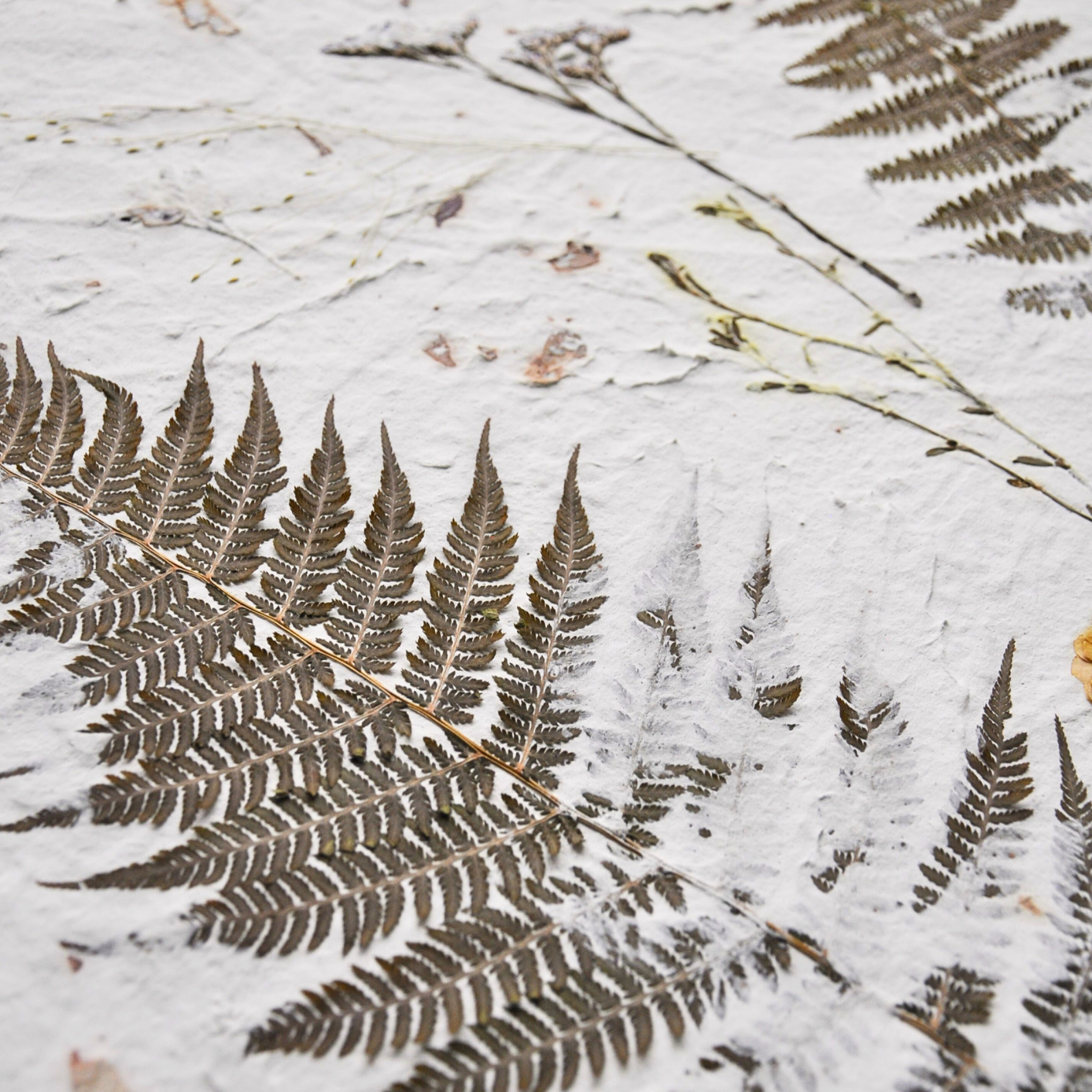 Close-up of pressed fern frond embedded in white textured paper ground, fine pinnae detail, from Nudiflorum R55/07 botanical wall art