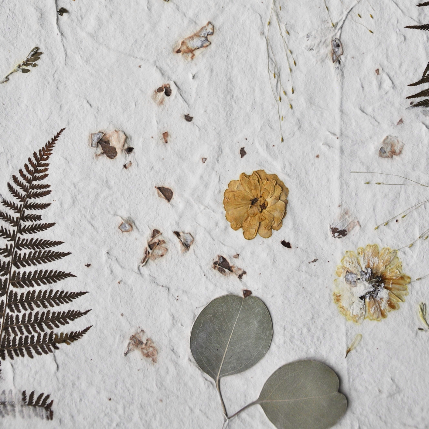 Close-up of pressed eucalyptus, ferns and yellow flowers embedded in white textured paper ground, fine pinnae detail, from Nudiflorum R55/07 botanical wall art