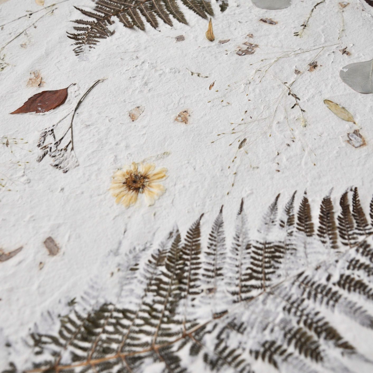 Close-up detail of pressed fern fronds and dried botanical elements on white textured paper ground, Nudiflorum R55/08