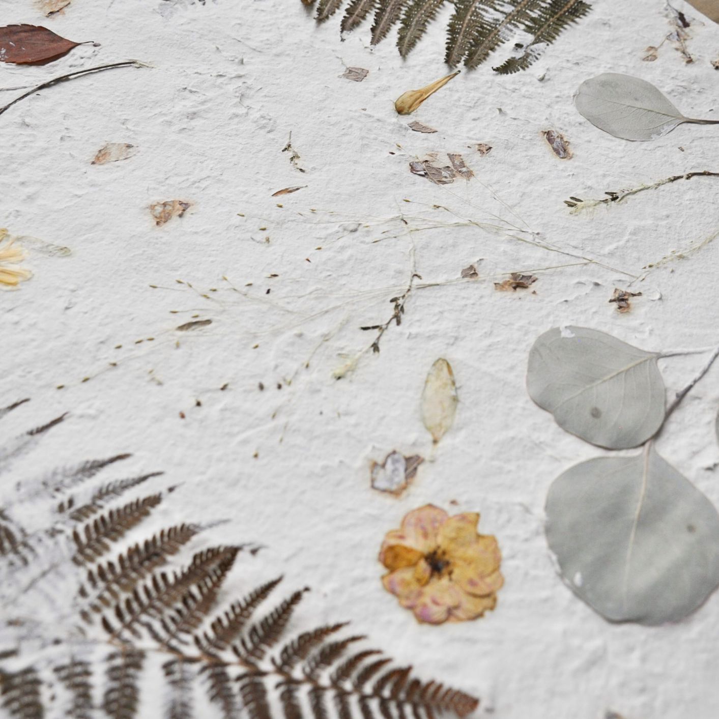 Detail of botanical composition showing eucalyptus, autumn leaves, switchgrass and pressed meadow stems on white textured ground, Nudiflorum R55/08