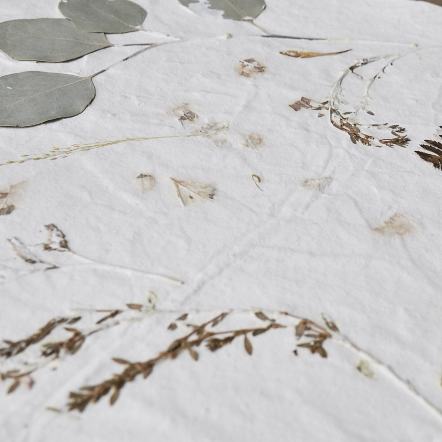 Close-up of sage green eucalyptus leaves and fine dried grasses pressed into white textured paper, detail from Nudiflorum R55/01