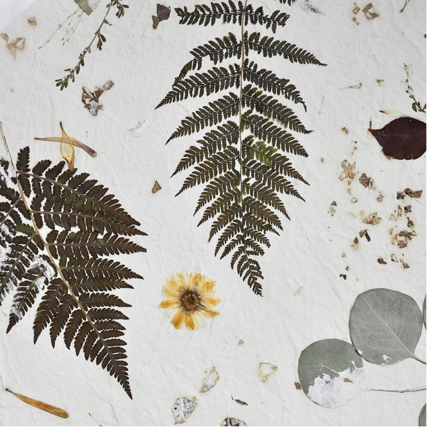 Close-up detail of pressed fern fronds, yellow chrysantemum flower and dried botanical elements on white textured paper ground, Nudiflorum R55/09