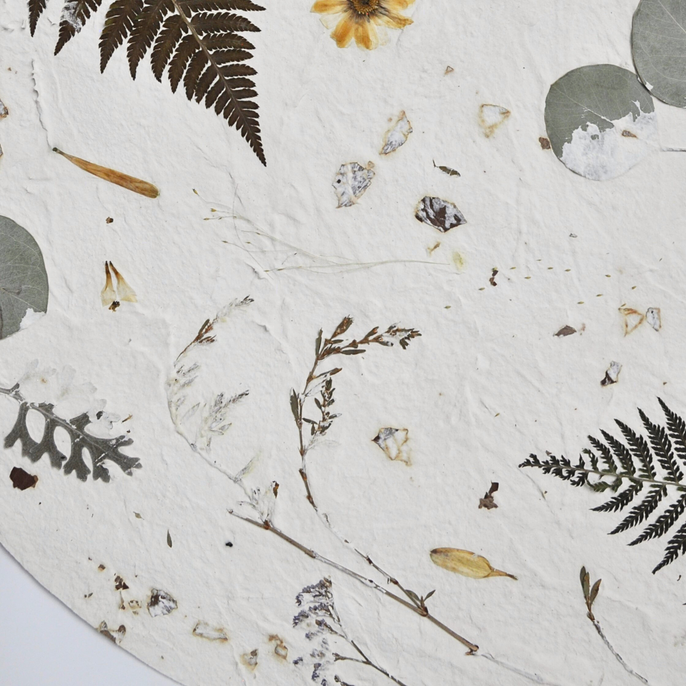 Detail of botanical composition showing pressed knotgrass, ferns, eucalyptus and fine meadow stems on white textured ground, Nudiflorum R55/09
