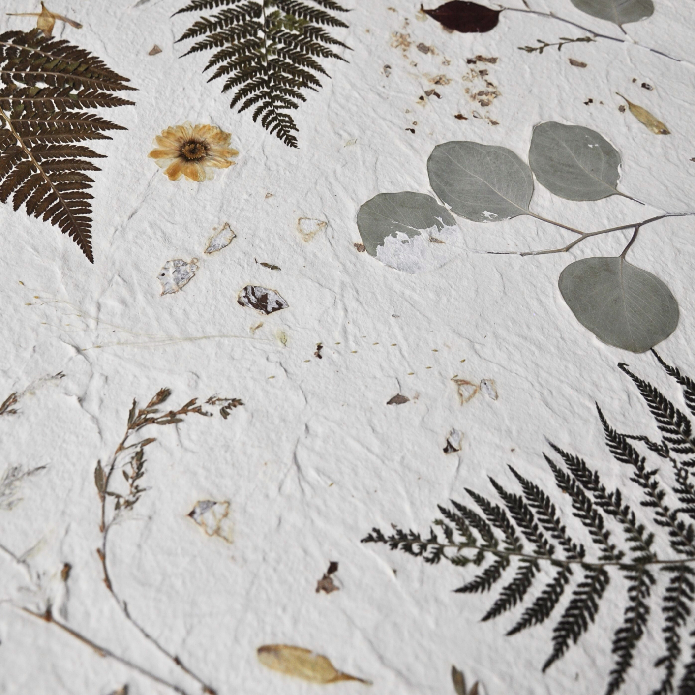 Detail of botanical composition showing pressed knotgrass, ferns, eucalyptus and fine meadow stems on white textured ground, Nudiflorum R55/09