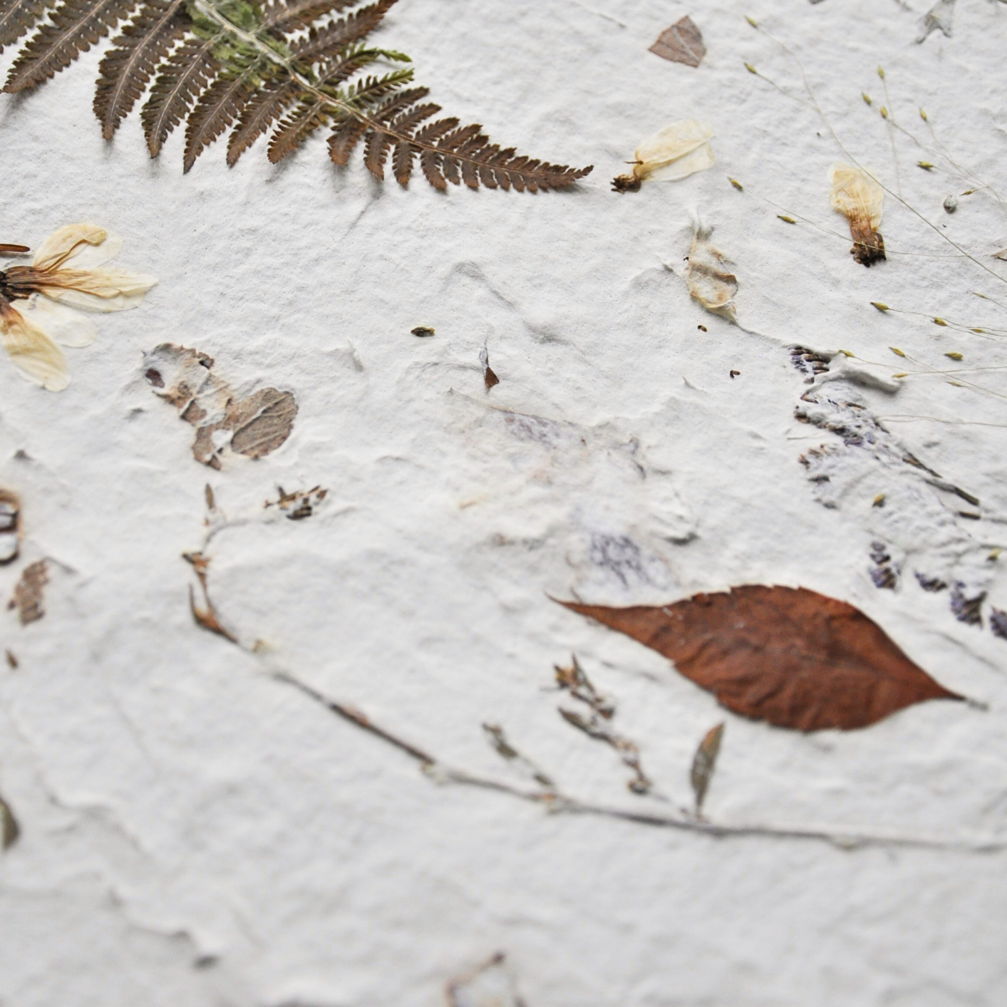 Detail of Nudiflorum R55/10 surface — pressed fern fronds, dried marigold-type flowers, autumn leaves in red and rust, and branching meadow stems across white textured ground
