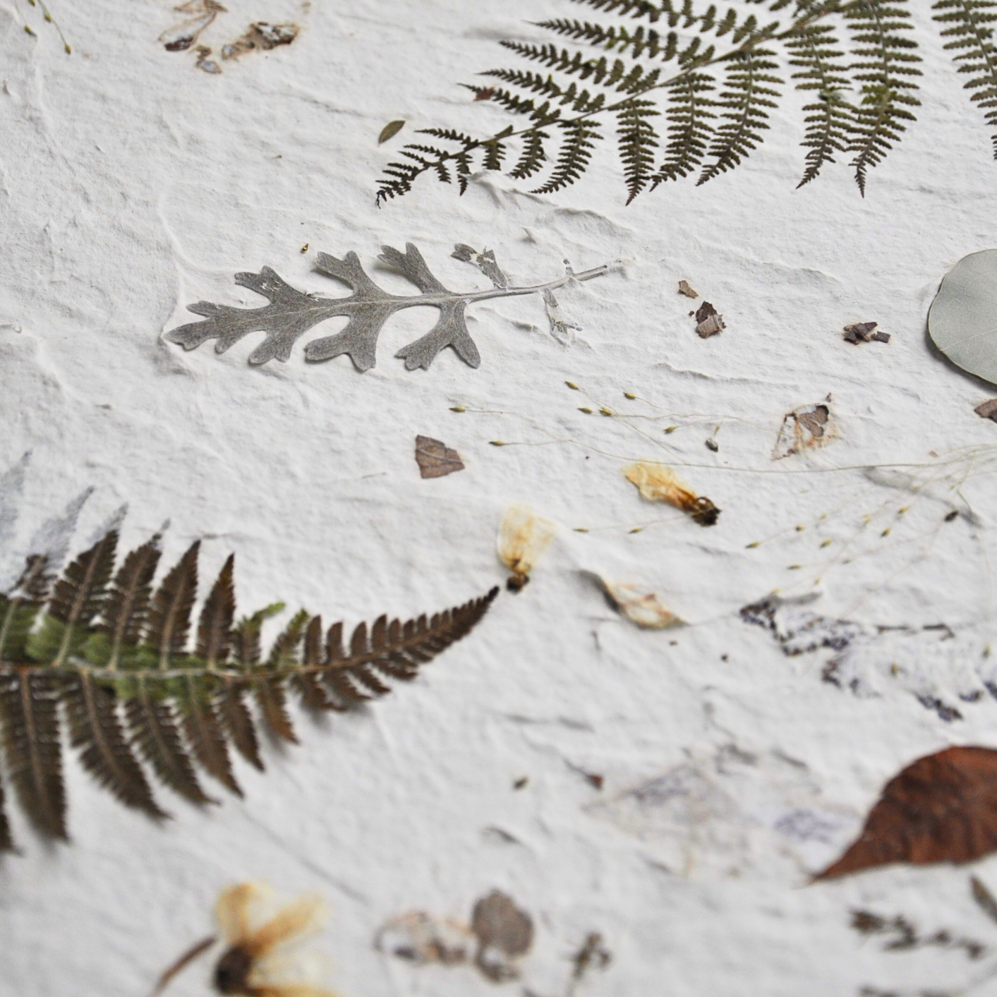 Close-up detail of pressed dusty miller leaf, fern fronds and dried botanical elements on white textured paper ground, Nudiflorum R55/10