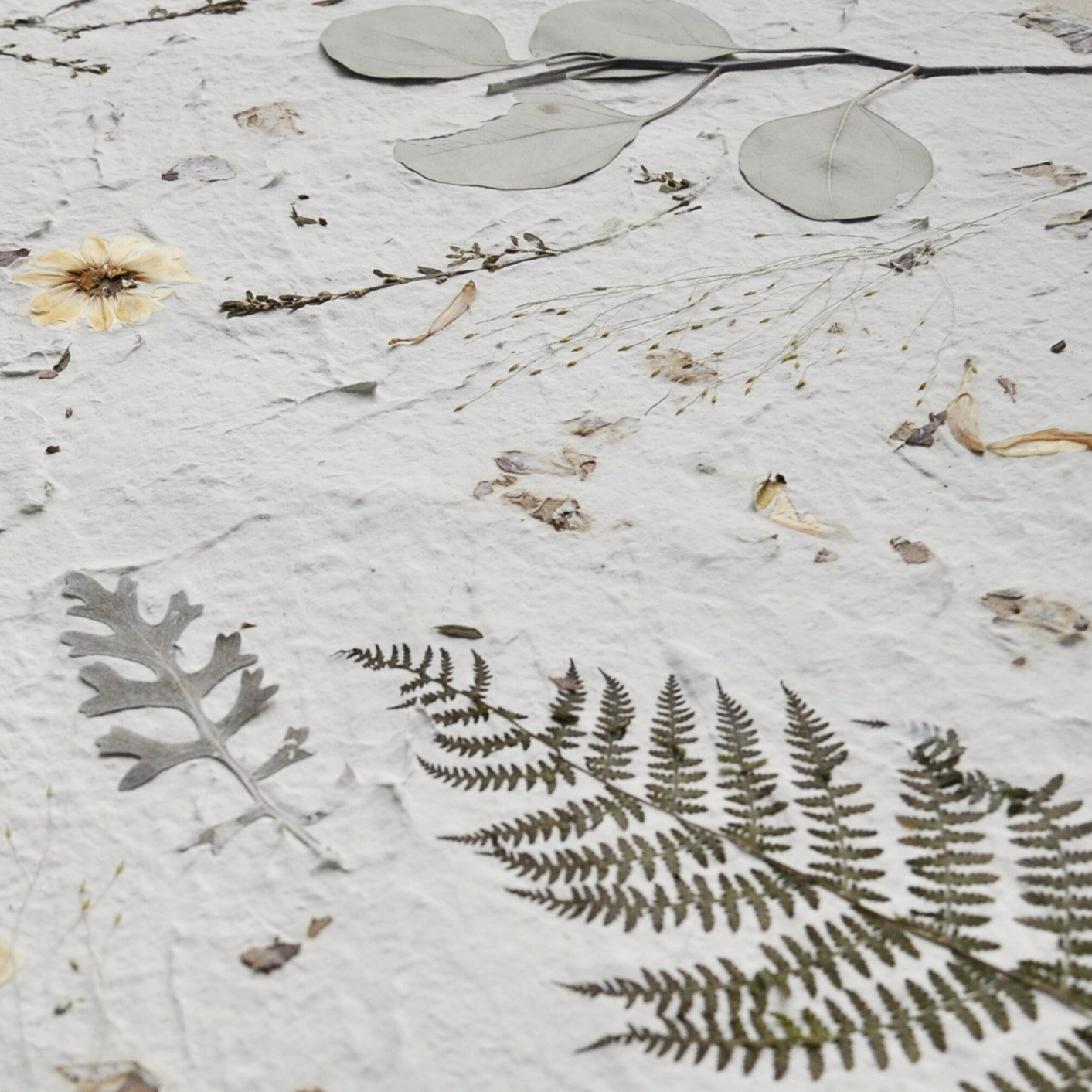 Close-up detail of pressed fern fronds, dusty miller leaf, switchgrass and dried botanical elements on white textured paper ground, Nudiflorum R55/10