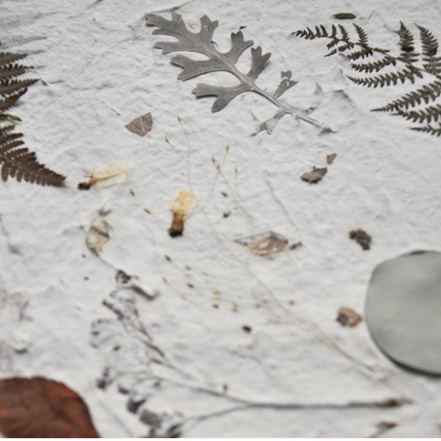 Close-up detail of pressed fern fronds, dusty miller leaf and dried botanical elements on white textured paper ground, Nudiflorum R55/10