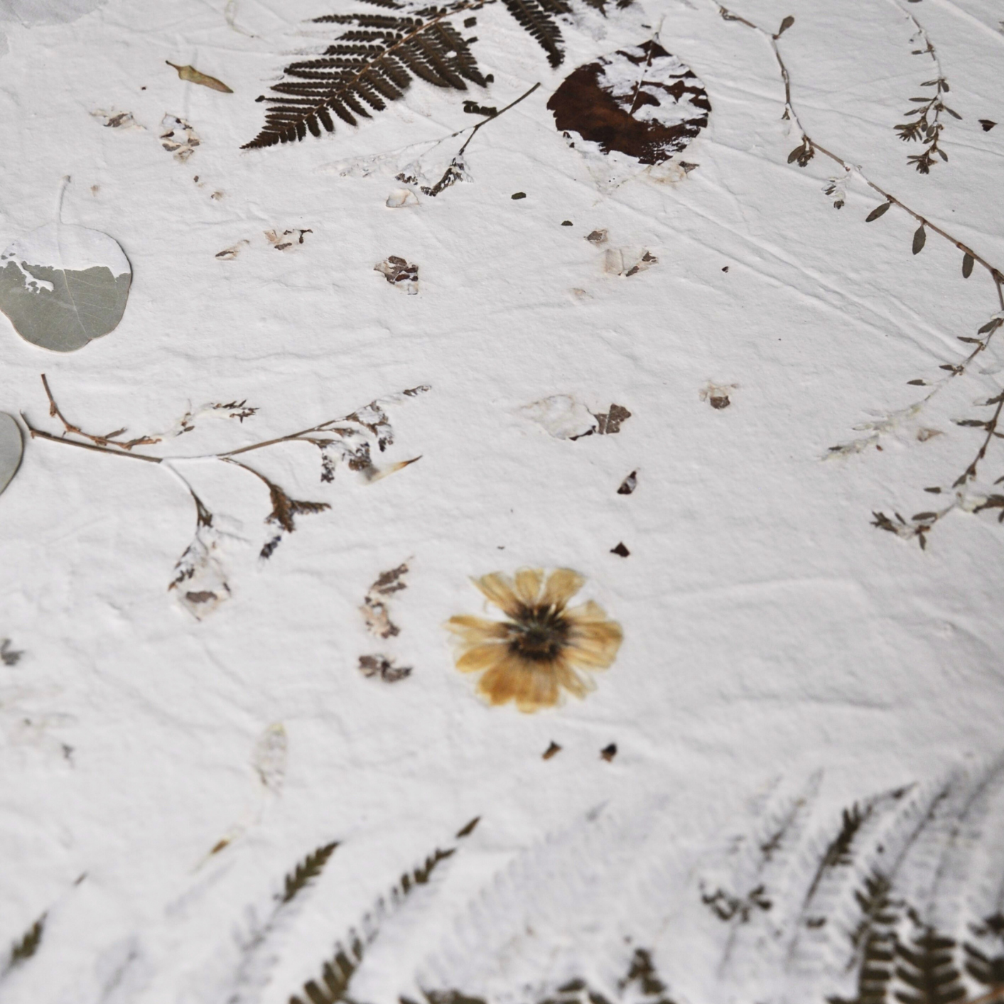 Close-up of pressed yellow flower, fern frond and eucalyptus leaf on white textured paper ground, detail from Nudiflorum R55/02