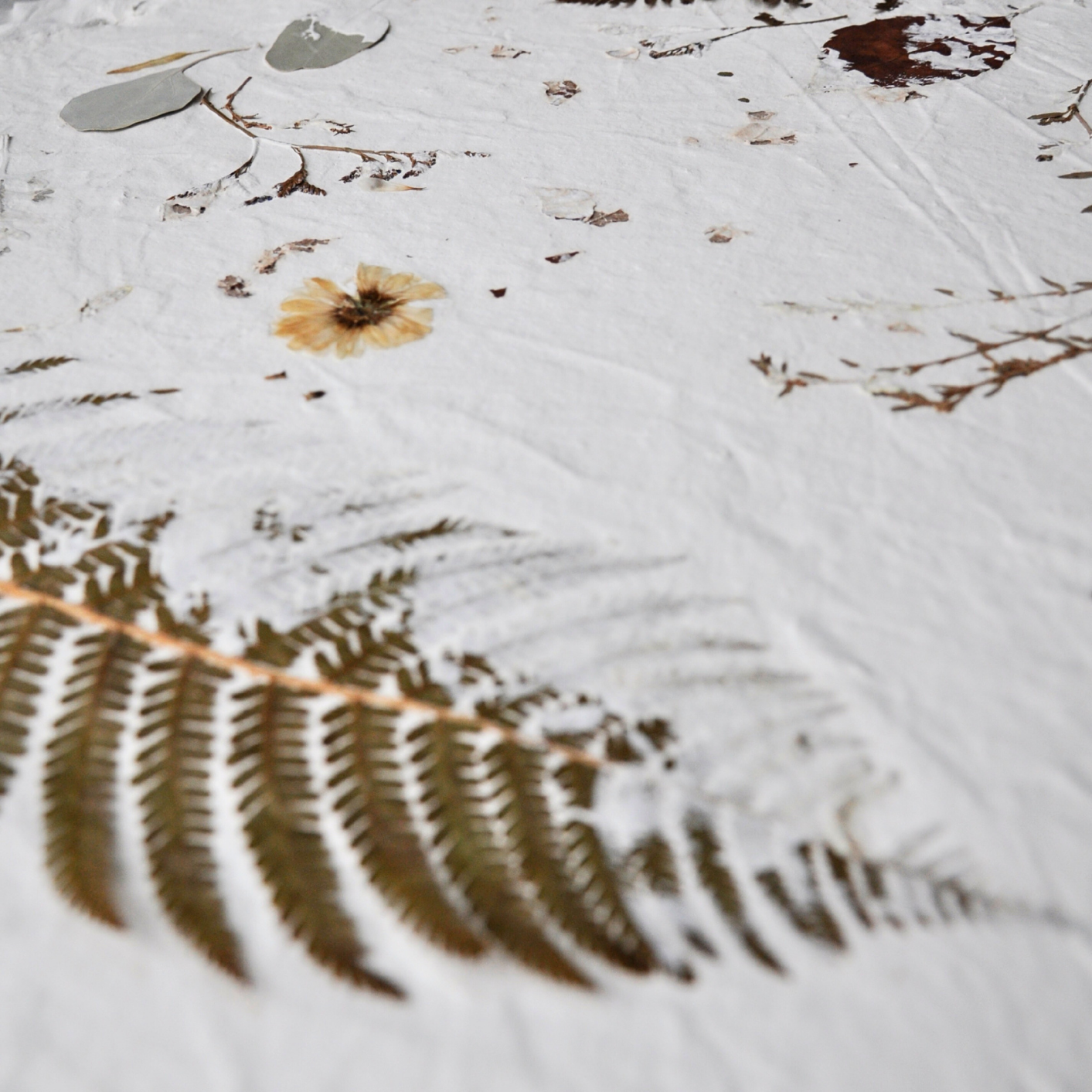 Close-up of large pressed fern frond in foreground with dried yellow flower and eucalyptus visible behind, detail from Nudiflorum R55/02 botanical wall art